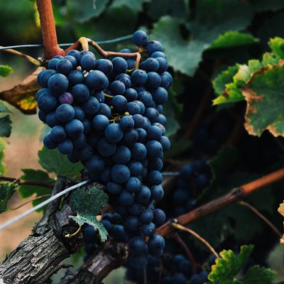 Photo by Alasdair Elmes on Unsplash